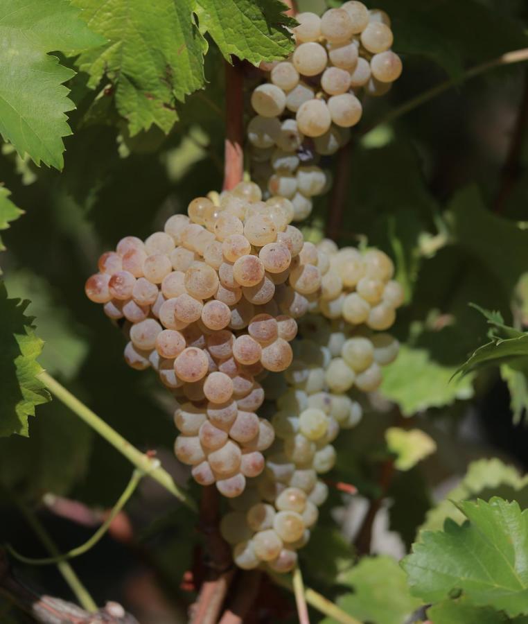 Вилла Quinta De Beiredos Santa Cruz do Douro Экстерьер фото